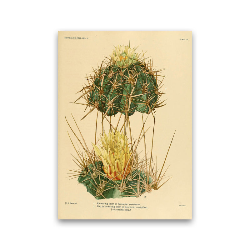 Cactus Series 10 Art Print by Jason Stanley Print Only