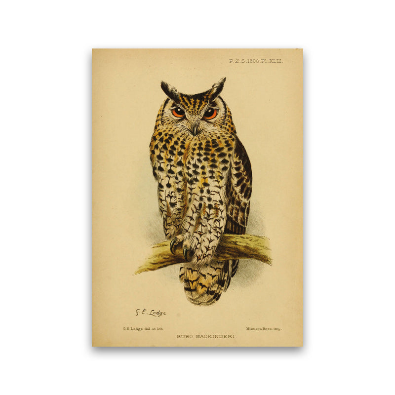 Vintage Owl Copy Art Print by Jason Stanley Print Only