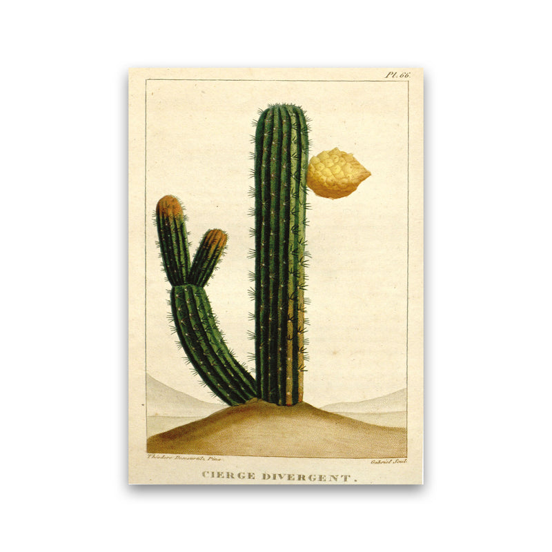 Vintage Cactus II Art Print by Jason Stanley Print Only