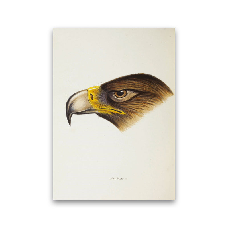 Vintage Eagle Face Art Print by Jason Stanley Print Only