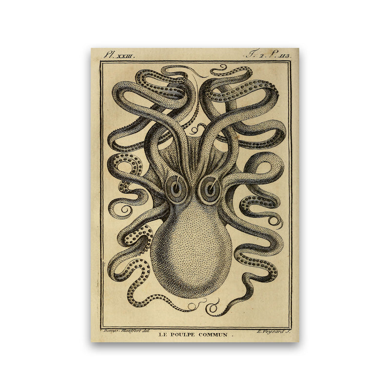 Vintage Octopus 2 Art Print by Jason Stanley Print Only