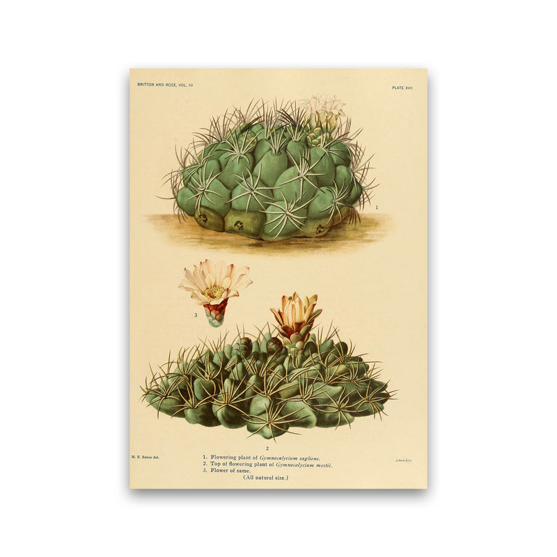 Cactus Series 12 Art Print by Jason Stanley Print Only