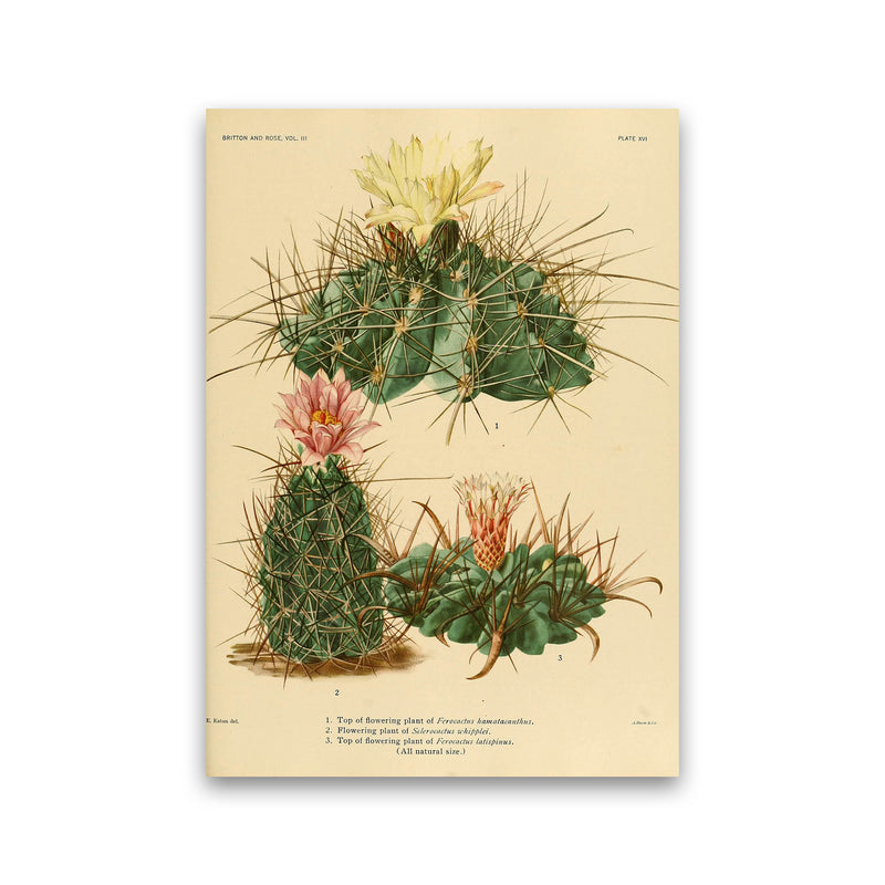 Cactus Series 11 Art Print by Jason Stanley Print Only