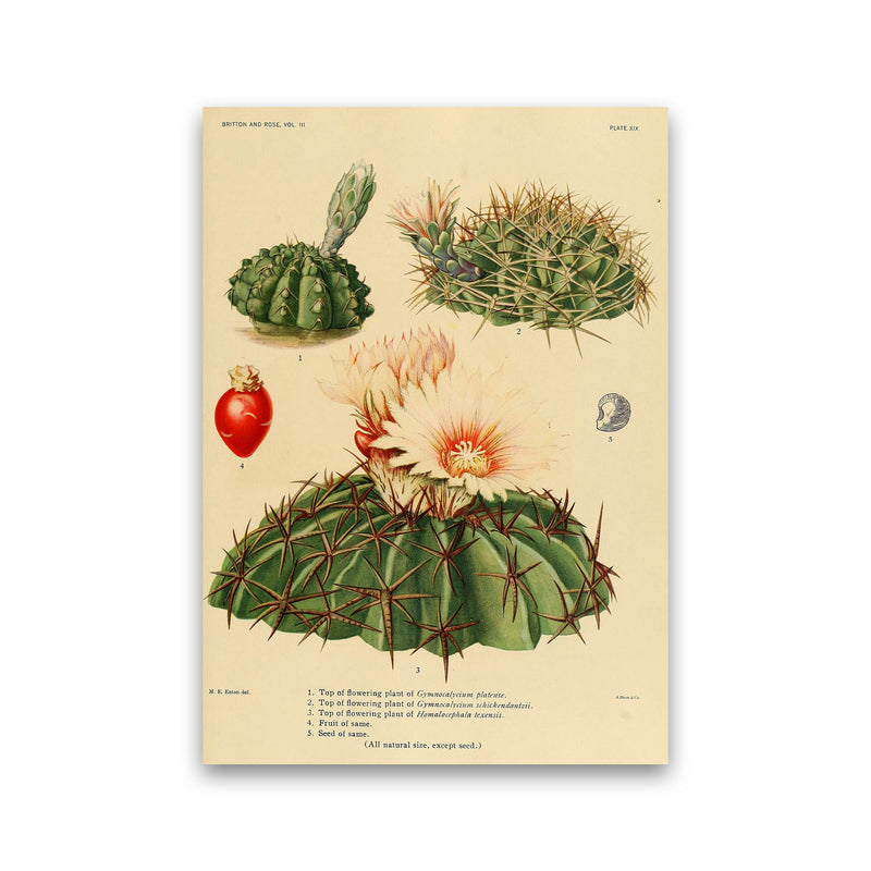 Cactus Series 14 Art Print by Jason Stanley Print Only