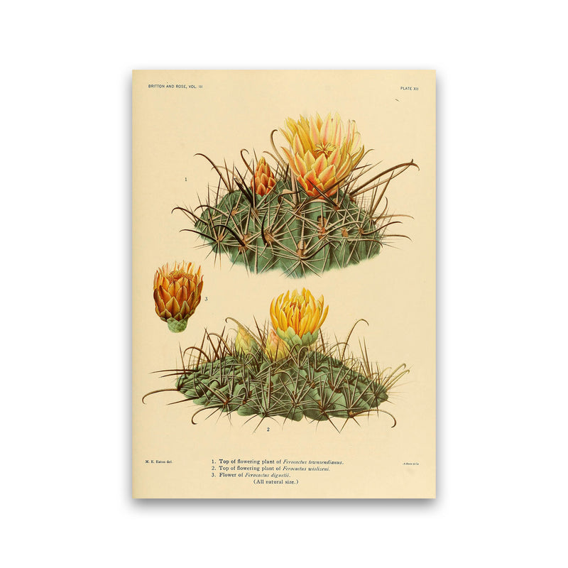 Cactus Series 9 Art Print by Jason Stanley Print Only