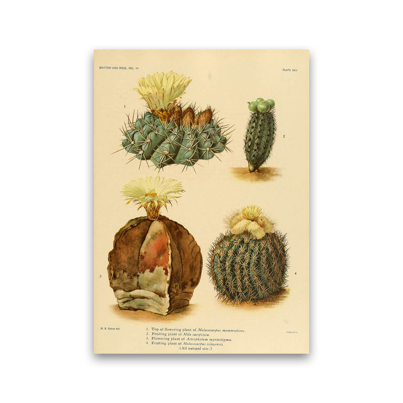 Cactus Series 16 Art Print by Jason Stanley Print Only