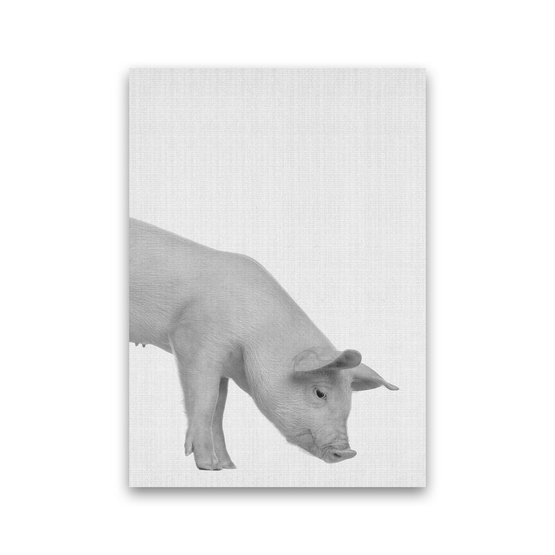 The Cleanest Pig Art Print by Jason Stanley Print Only