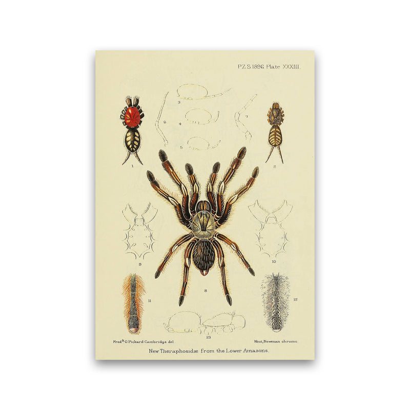 Vintage Tarantula Art Print by Jason Stanley Print Only