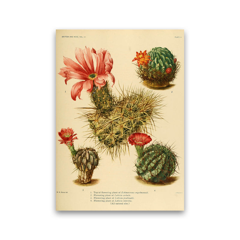 Cactus Series 4 Art Print by Jason Stanley Print Only