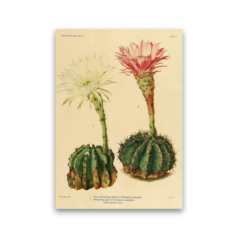 Cactus Series 5 Art Print by Jason Stanley Print Only