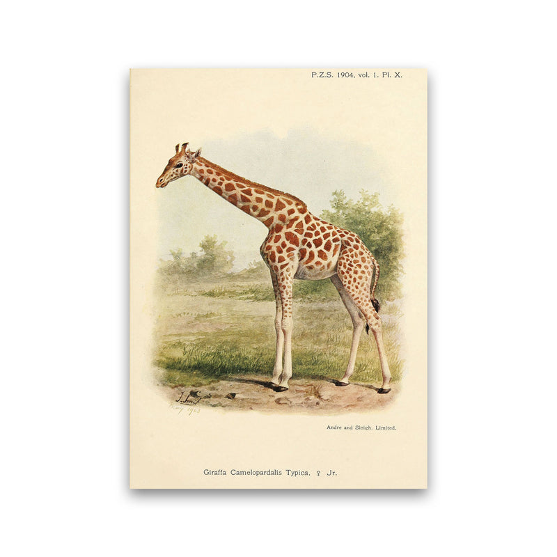 The Gentle Giraffe Art Print by Jason Stanley Print Only