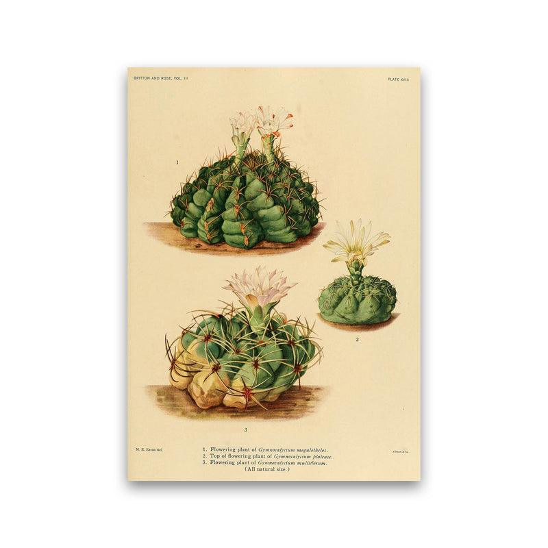 Cactus Series 13 Art Print by Jason Stanley Print Only