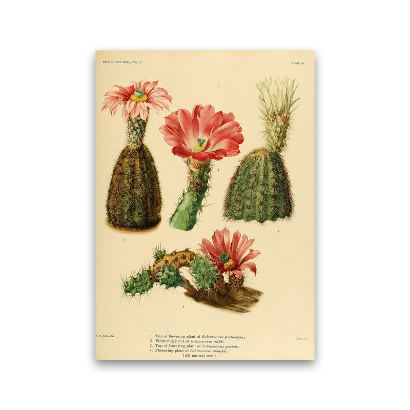 Cactus Series 2 Art Print by Jason Stanley Print Only