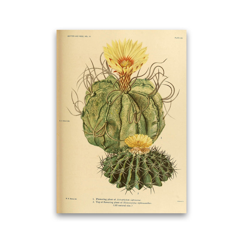 Cactus Series 15 Art Print by Jason Stanley Print Only