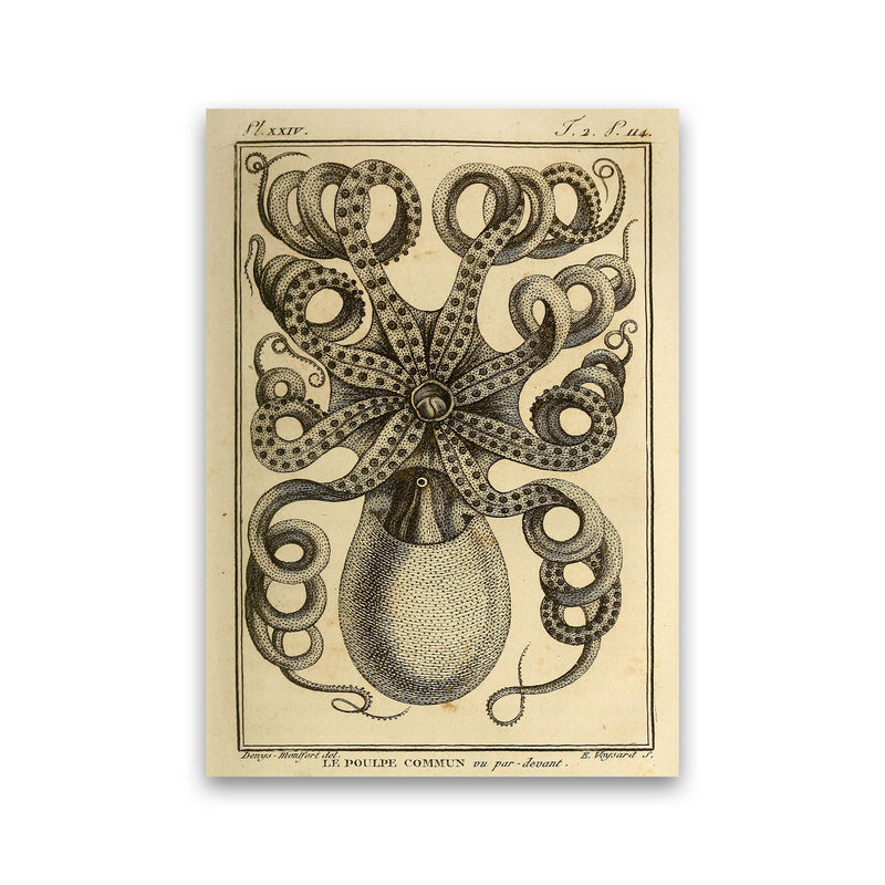 Vintage Octopus Art Print by Jason Stanley Print Only