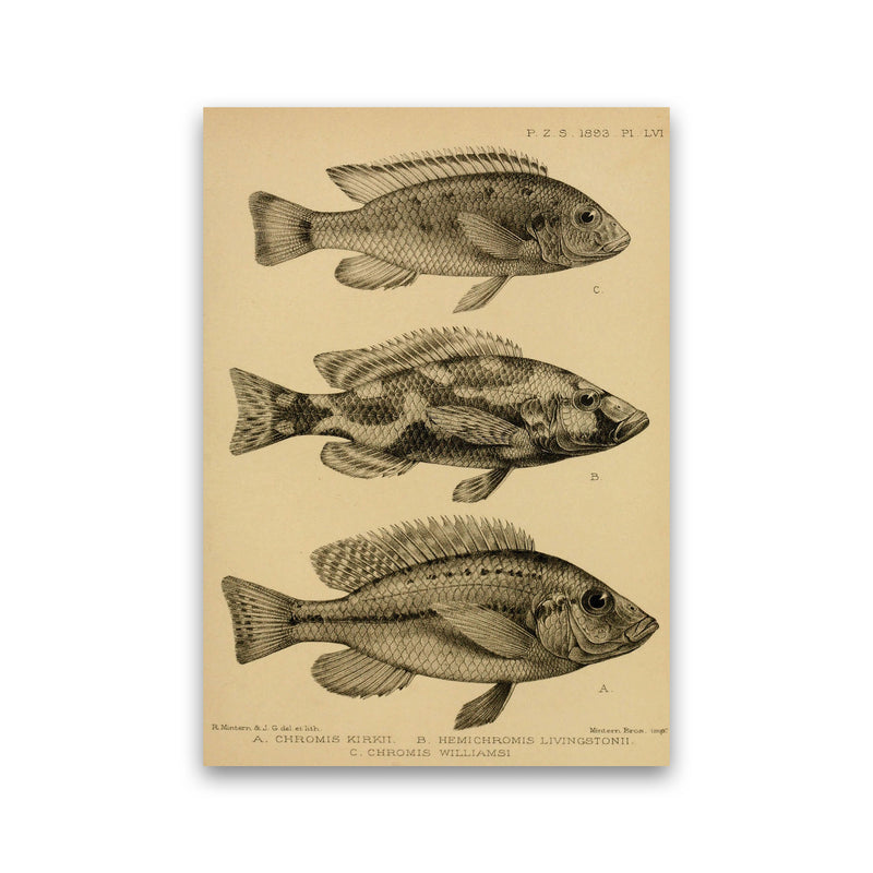 Various Fish Art Print by Jason Stanley Print Only