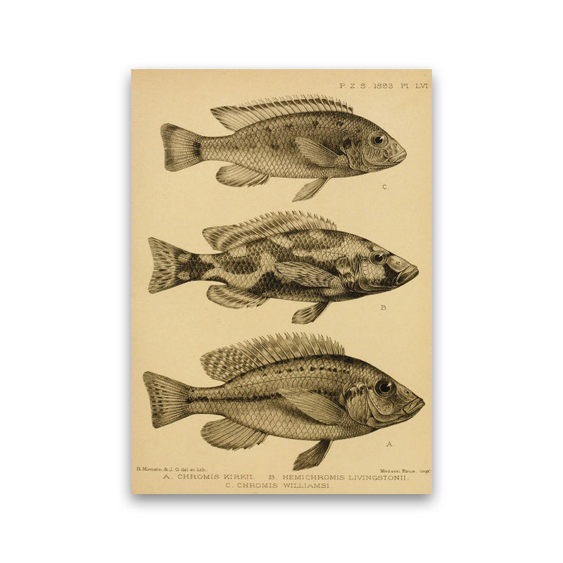 Vintage Fish Art Print by Jason Stanley Print Only