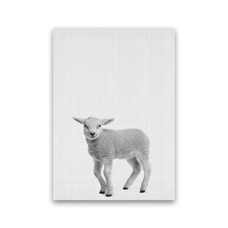 Lamb Art Print by Jason Stanley Print Only