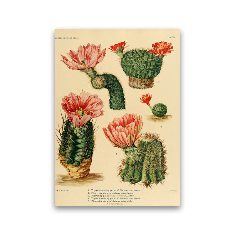 Cactus Series 3 Art Print by Jason Stanley Print Only