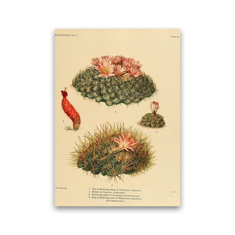Cactus Series 7 Art Print by Jason Stanley Print Only