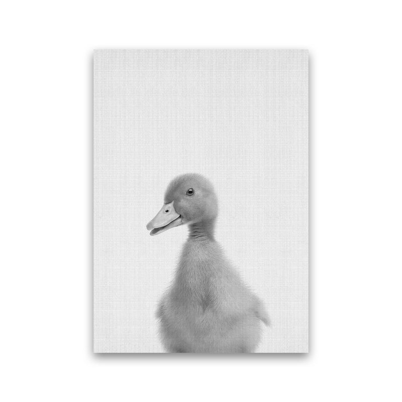 Curious Duck Art Print by Jason Stanley Print Only