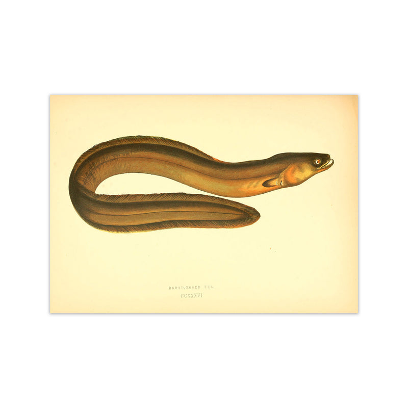 Broad Nosed Eel Art Print by Jason Stanley Print Only