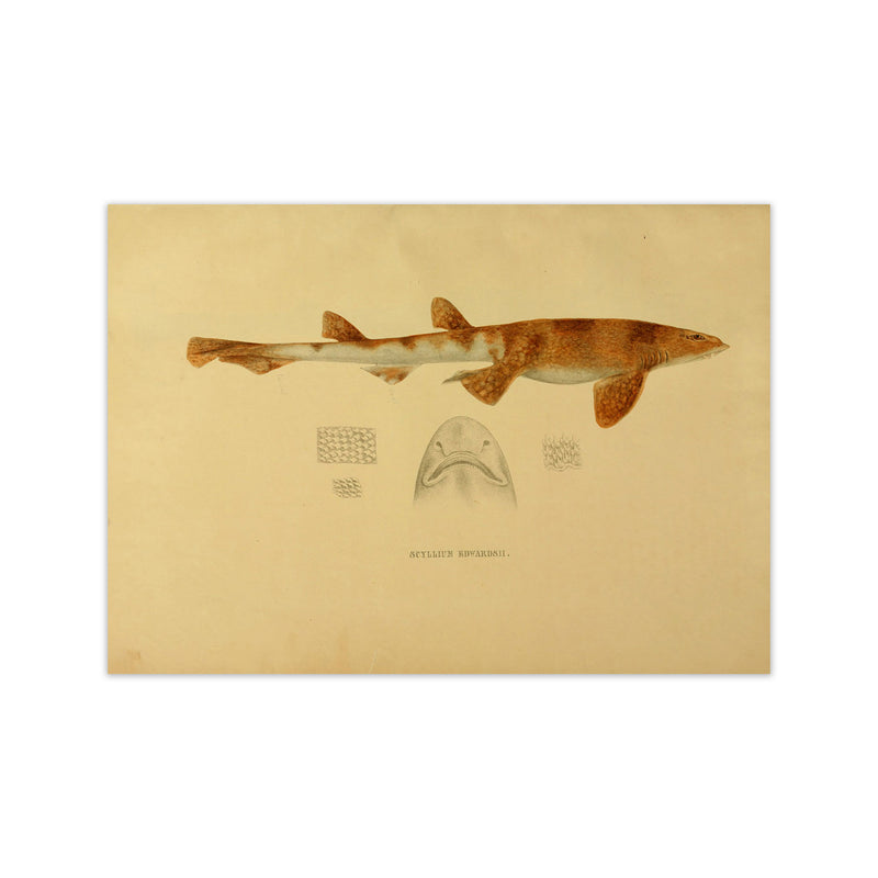 Shark Series 1 Art Print by Jason Stanley Print Only