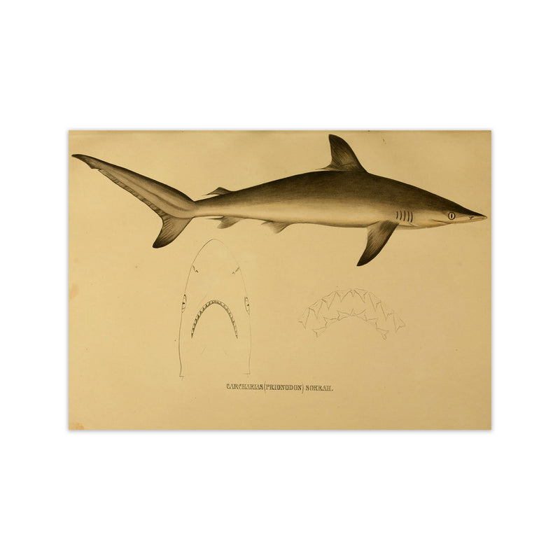 Shark Series 4 Art Print by Jason Stanley Print Only