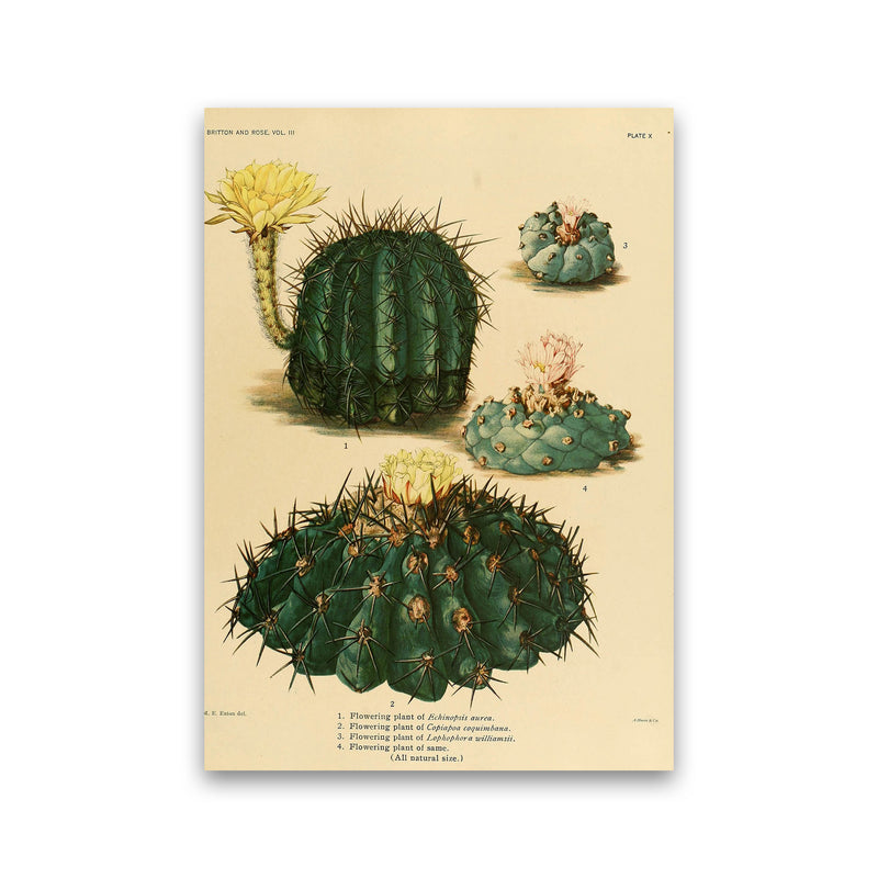 Cactus Series8 Art Print by Jason Stanley Print Only