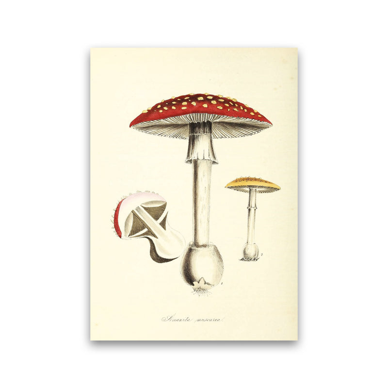 Magic Mushrooms Art Print by Jason Stanley Print Only