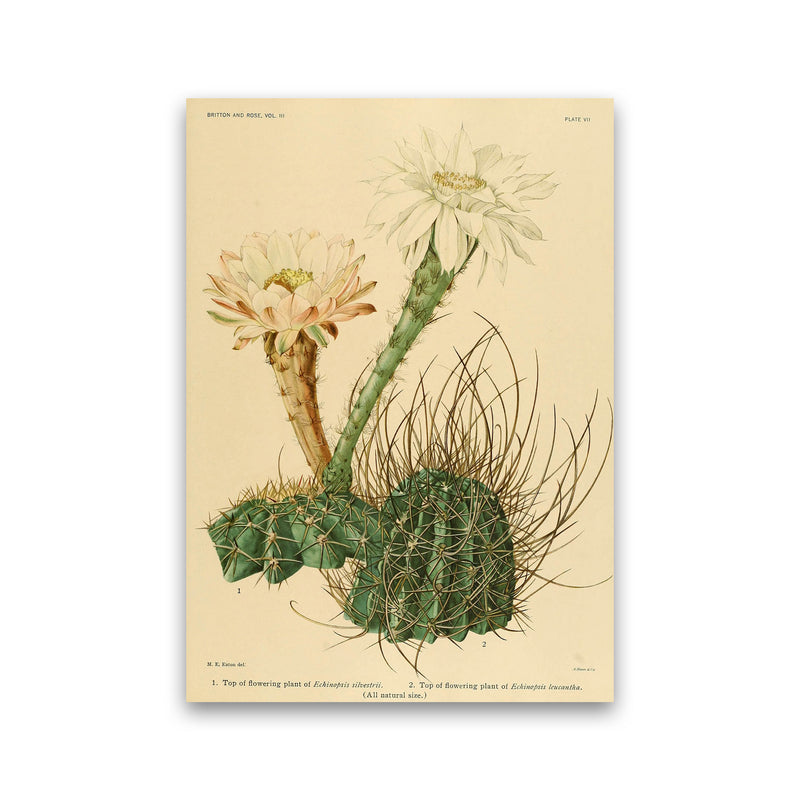 Cactus Series 6 Art Print by Jason Stanley Print Only