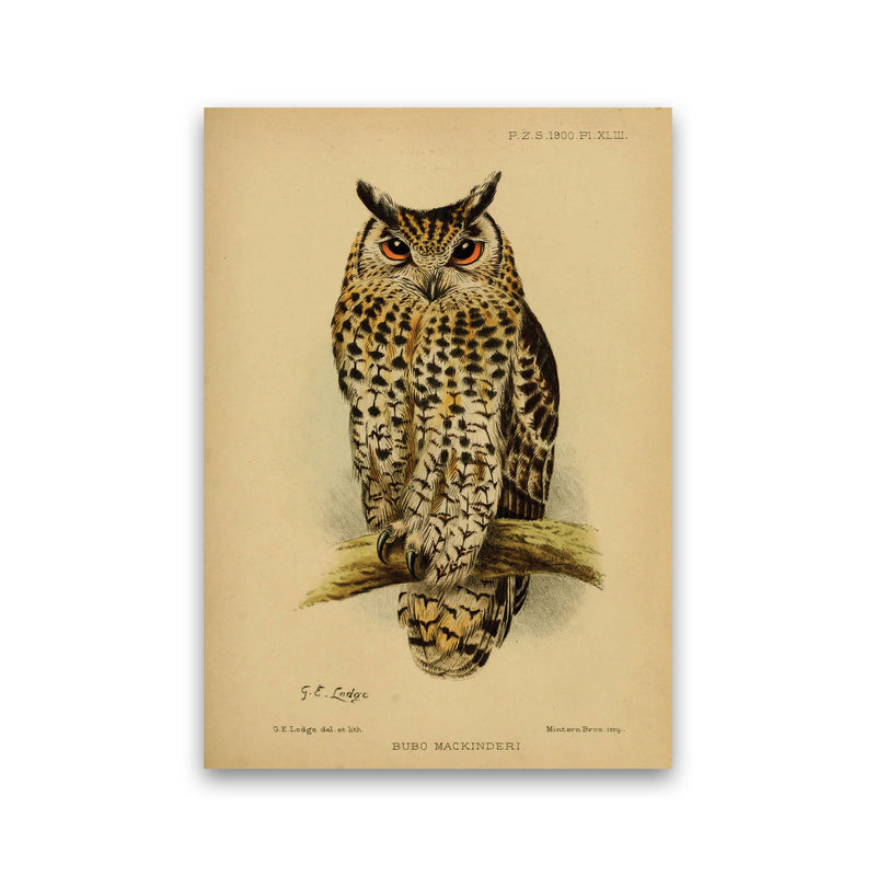 Vintage Owl Art Print by Jason Stanley Print Only