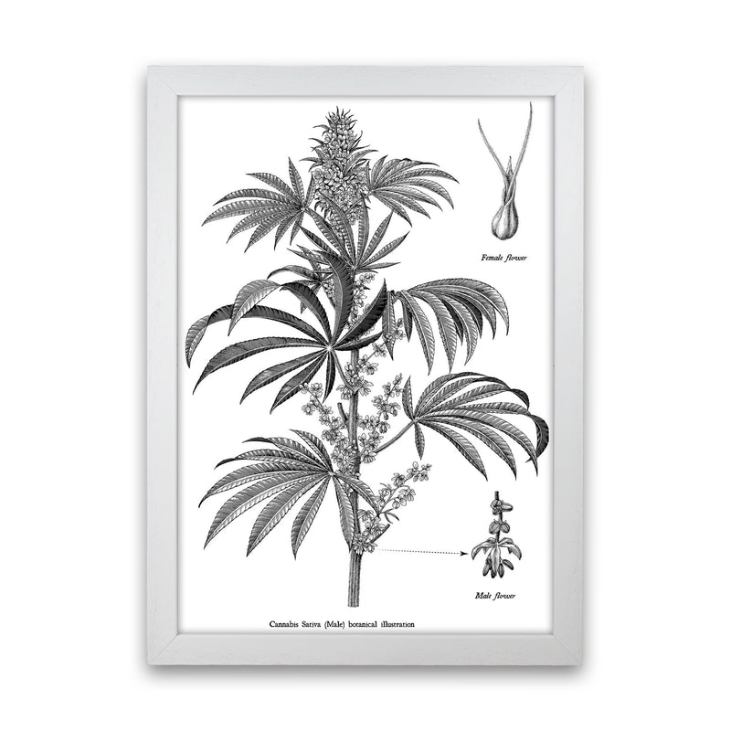 Cannabis Sativa Botanical Illustration Art Print by Jason Stanley White Grain