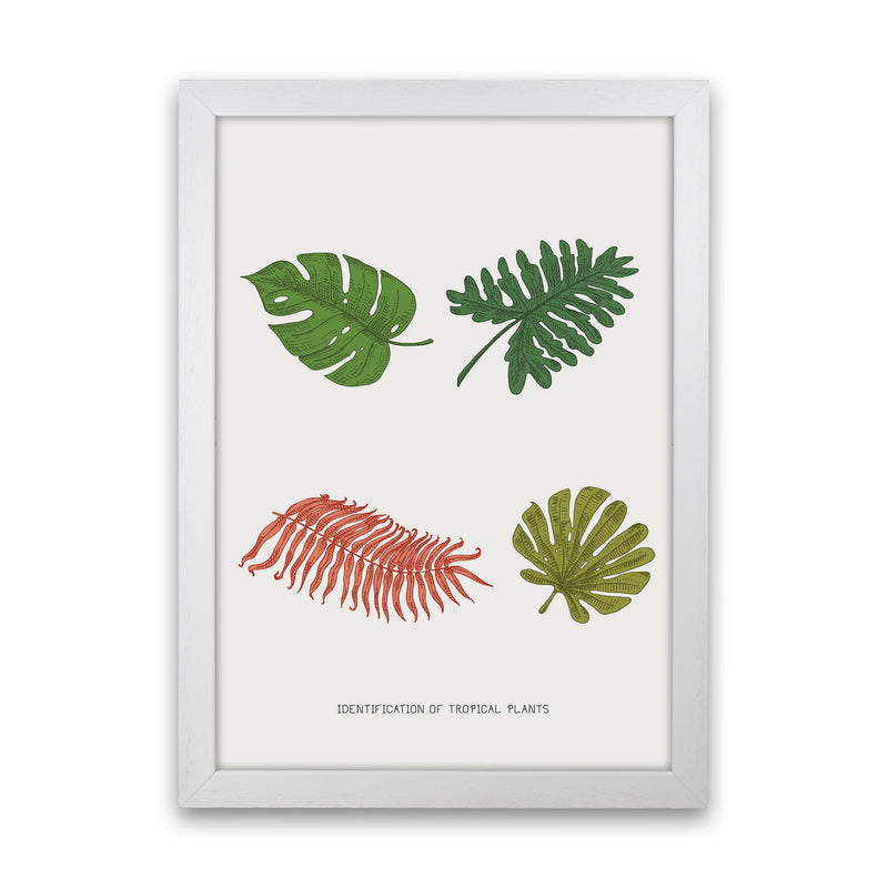 Identification Of Tropical Plants Art Print by Jason Stanley White Grain