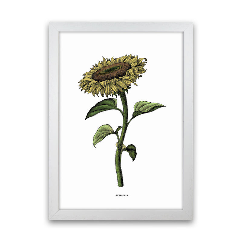 Sunflowers For President Art Print by Jason Stanley White Grain