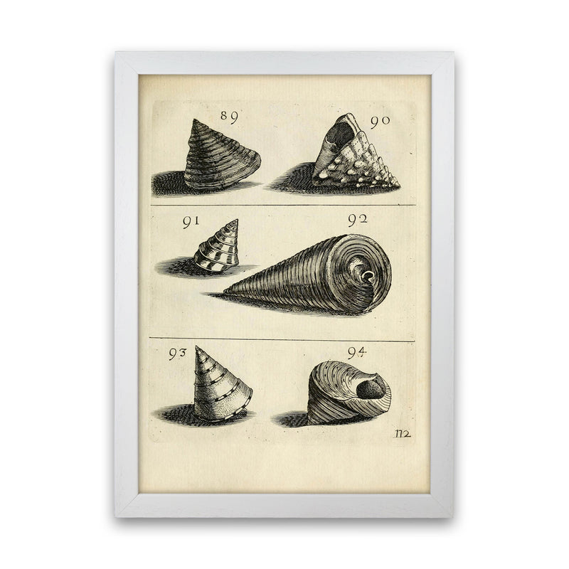 Set Of Vintage Shells Art Print by Jason Stanley White Grain