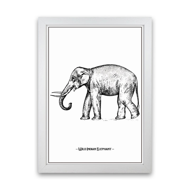 Wild Indian Elephant Art Print by Jason Stanley White Grain