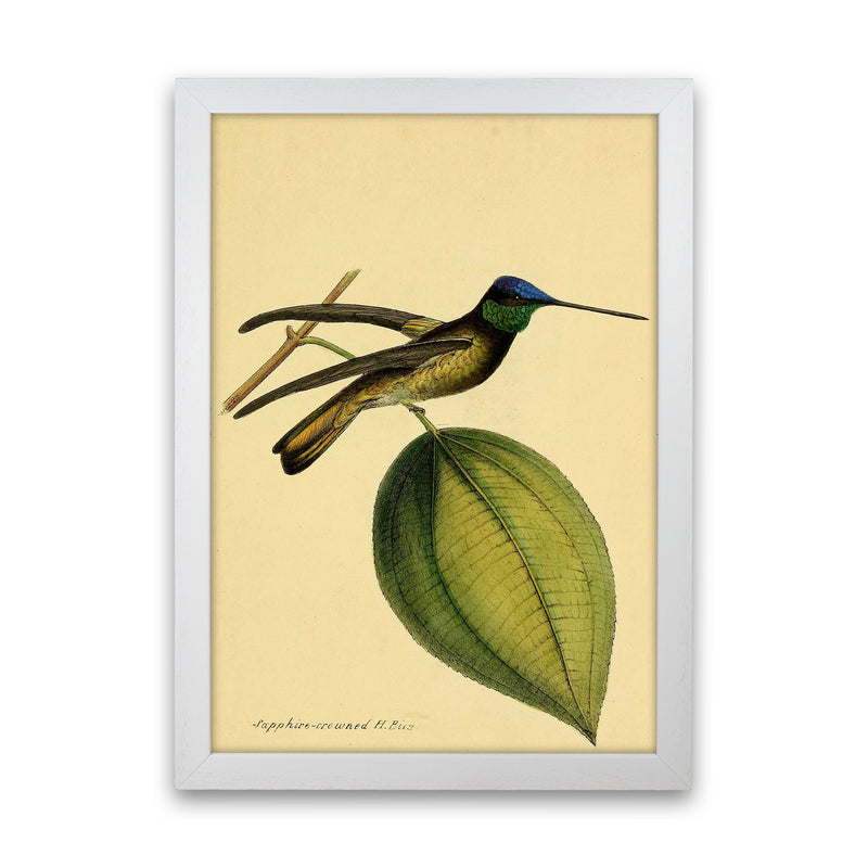 Crowned Humming Bird Art Print by Jason Stanley White Grain