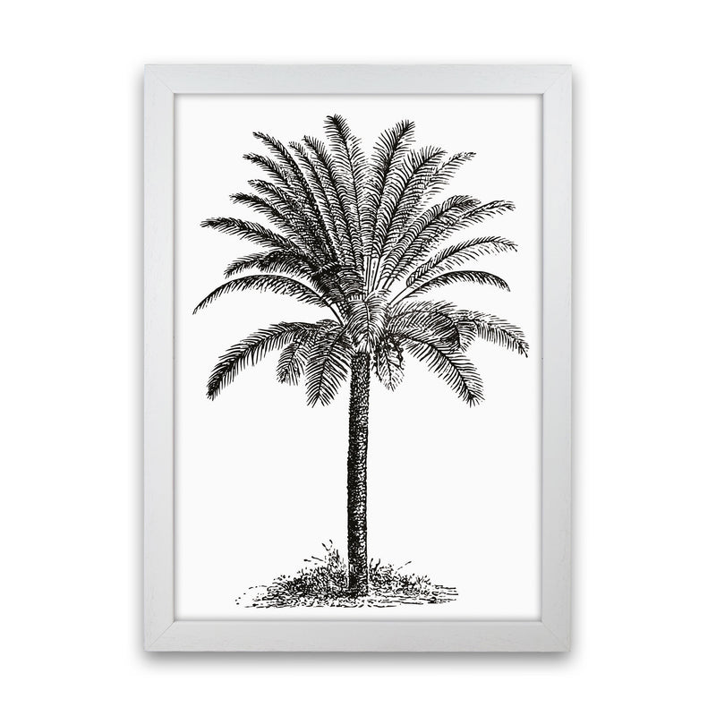 Vintage Palm Tree Art Print by Jason Stanley White Grain