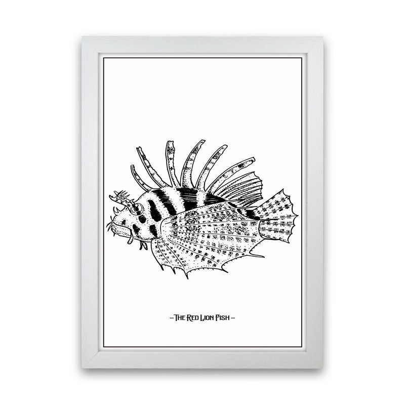 The Red Lion Fish Art Print by Jason Stanley White Grain