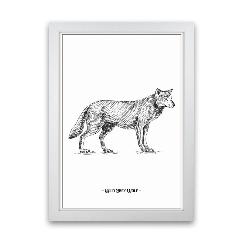Wild Grey Wolf Art Print by Jason Stanley White Grain