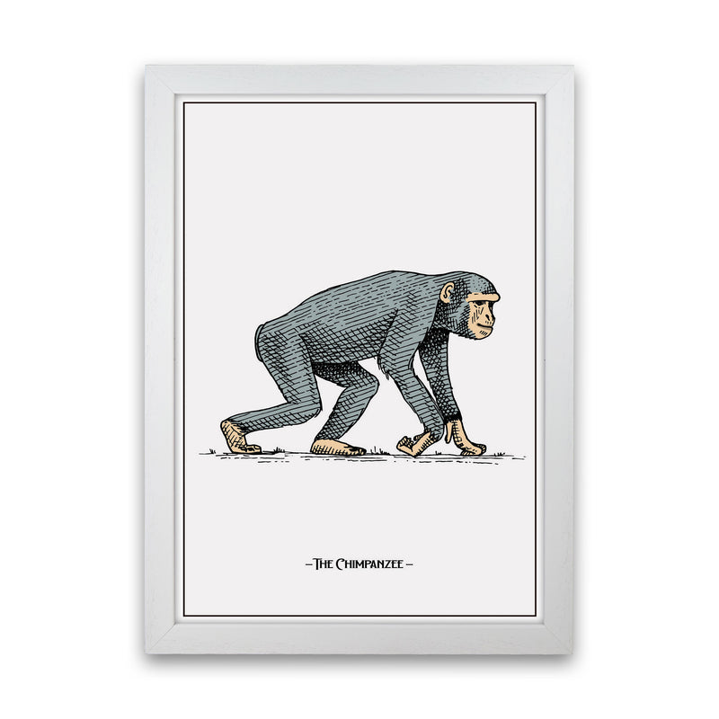 The Chimpanzee Art Print by Jason Stanley White Grain