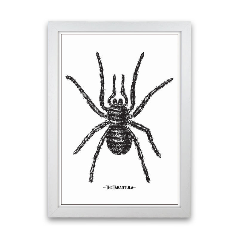 The Tarantula Art Print by Jason Stanley White Grain