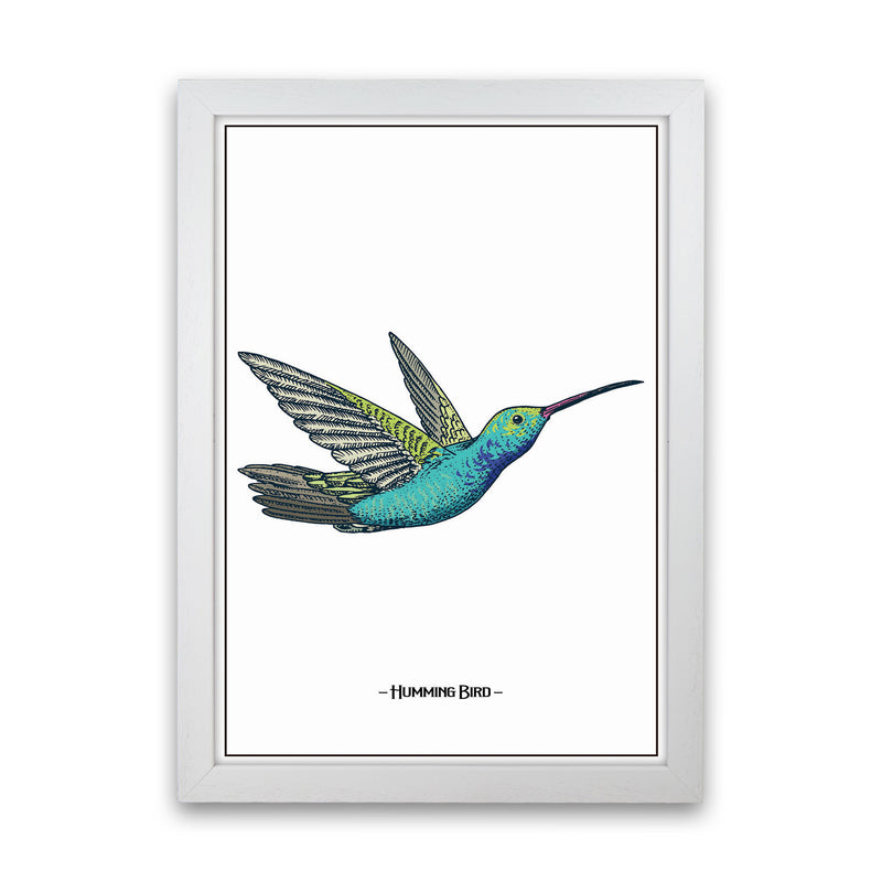 Humming Bird Art Print by Jason Stanley White Grain