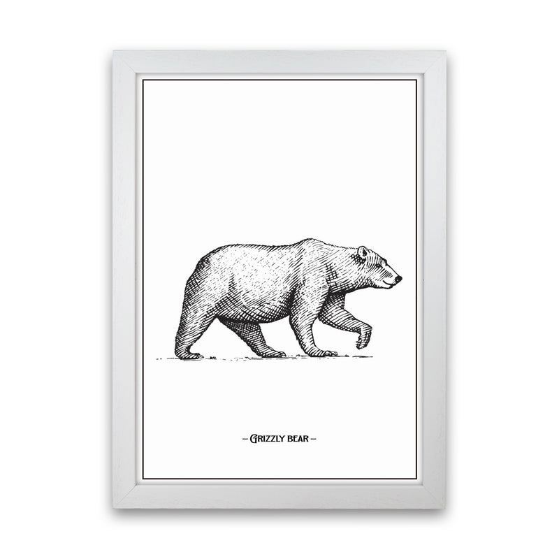 Grizzly Bear Art Print by Jason Stanley White Grain