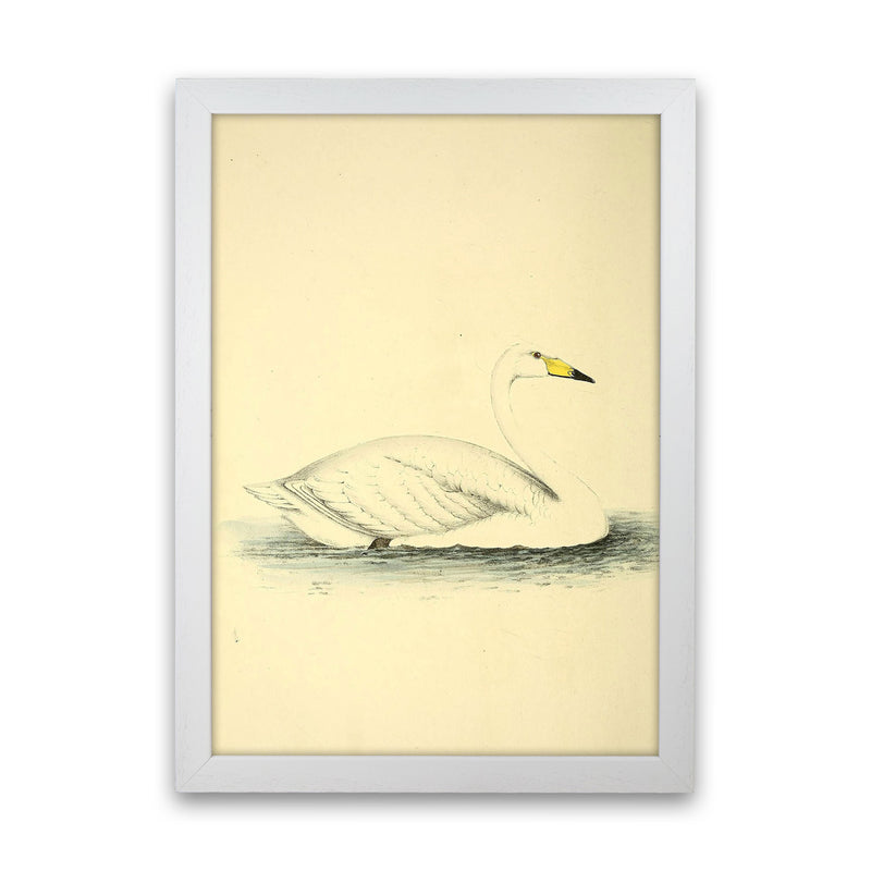 Vintage Swan Art Print by Jason Stanley White Grain