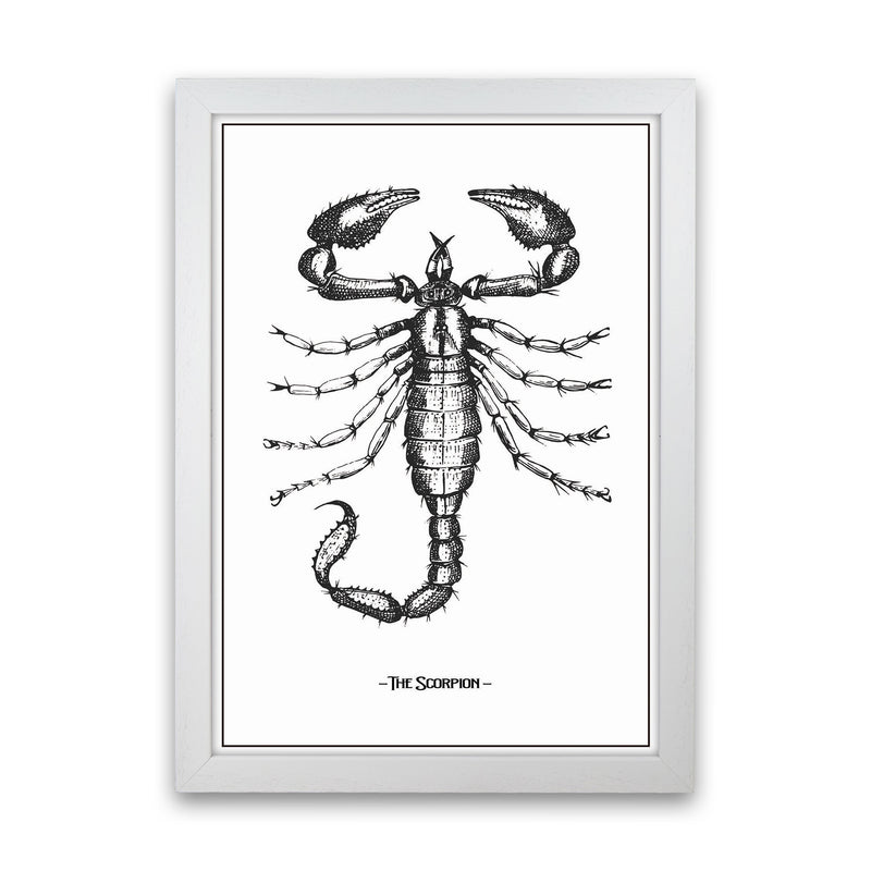 The Scorpion Art Print by Jason Stanley White Grain