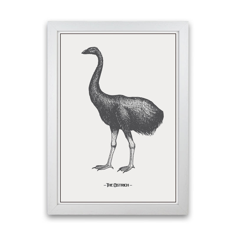 The Ostrich Art Print by Jason Stanley White Grain