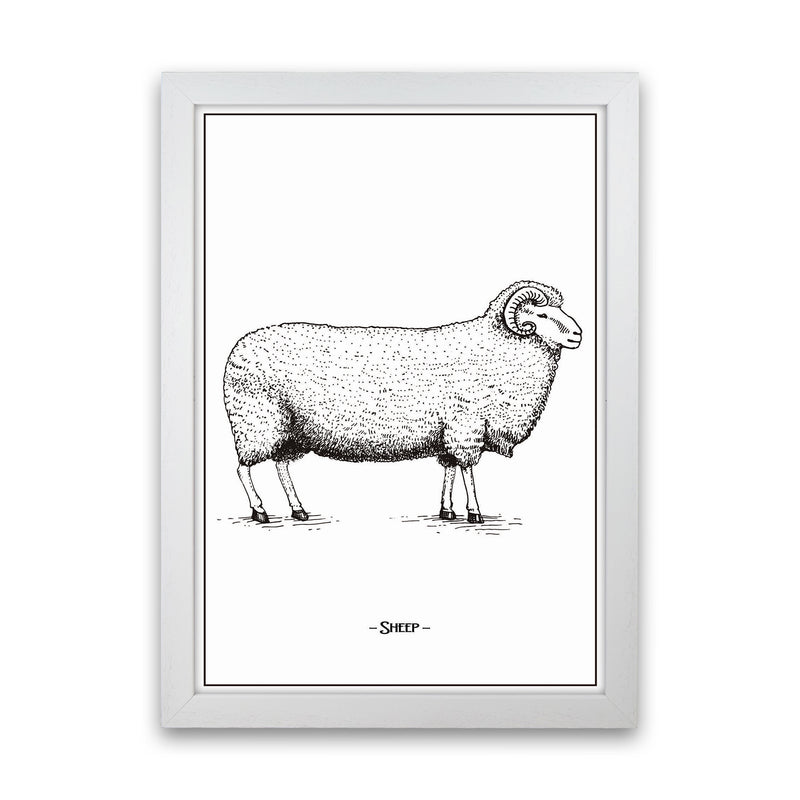 Sheep Art Print by Jason Stanley White Grain