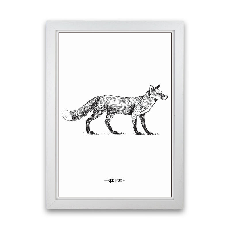 Red Fox Art Print by Jason Stanley White Grain